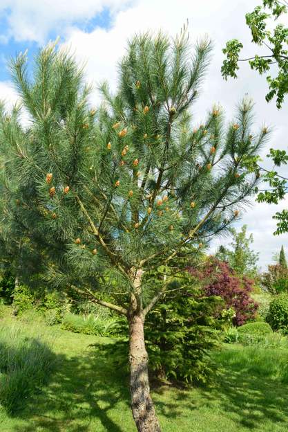 Pinus pinea 2016 05