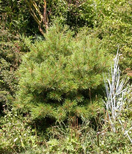 Pinus strobus 'Nana Aurea' 2006 C'est un petit conifère, mais il n'a qu'une dizaine d'années. Comme c'est le temps qu'il faut aux arbres ici pour s'installer, que va-t-il faire ?