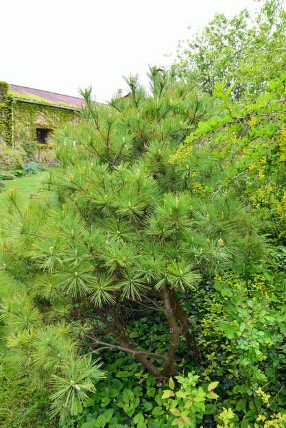 Pinus strobus 'Nana Aurea' 2013