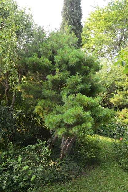 Pinus strobus 'Nana Aurea' 2023 06 IL s'épaissi un peu.
