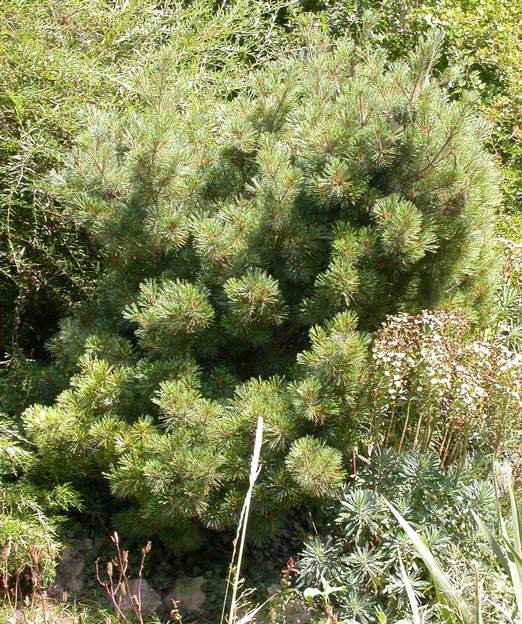 Pinus strobus 'Nana' 2006 Comme la plupart des conifères de rocaille, il n'est pas si "nana" que ça, il est juste nain par rapport aux énormes conifères habituels ! Ce qui est...
