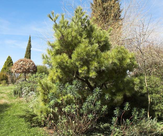 Pinus strobus 'Nana' 2010 Il continue de grandir et abandonne peu à peu la forme ramassée et buissonante de ses débuts. Il a dépassé les deux mètres de haut et de large.