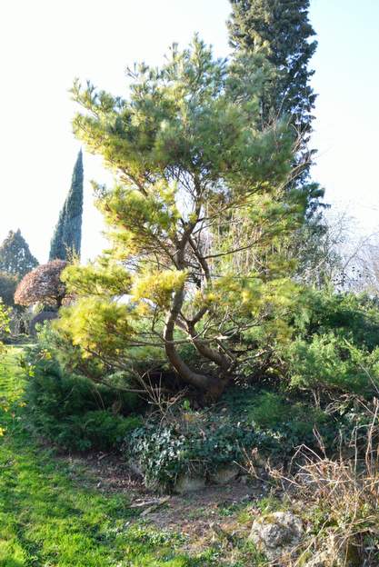 Pinus strobus 'Nana' 2019 01 Hiver 2018 : Il fête sa vingtième année. Nous enlevons quelques branches afin de l'alléger. Ce nain n'est pas si nain (4 mètres au moins). Mais le Pin blanc...