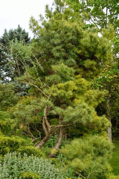 Pinus strobus 'Nana' 2019 05