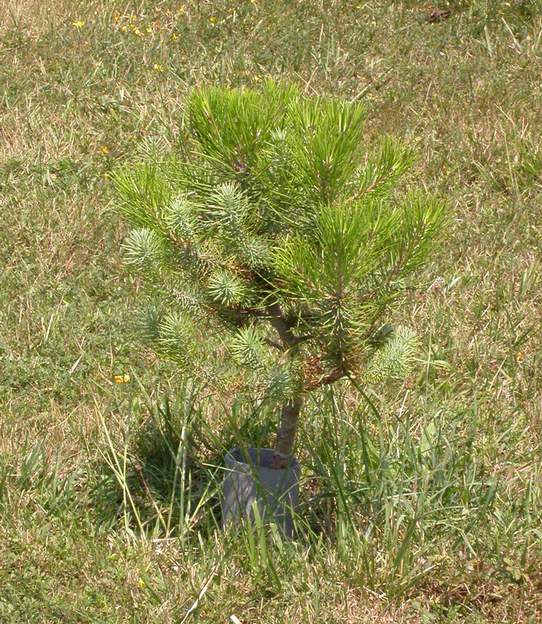 pinus pinea 2006 Le Pin parasol . enfin un conifère très bien adapté à la région ! C'est un semi. Un jour il sera grand et fera un beau parasol.