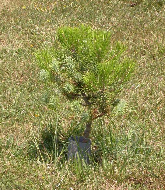 pinus pinea 2006 Le Pin parasol . enfin un conifère très bien adapté à la région ! C'est un semi. Un jour il sera grand et fera un beau parasol On l'arrose un peu pour ses...