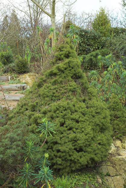 Picea glauca 'Conica' Aussi connu comme Picea albertiana 'Conica' cet arbre aime les terrains légers et surtout les climats bien humides ! pas de chance. On en avait trois l'un à...