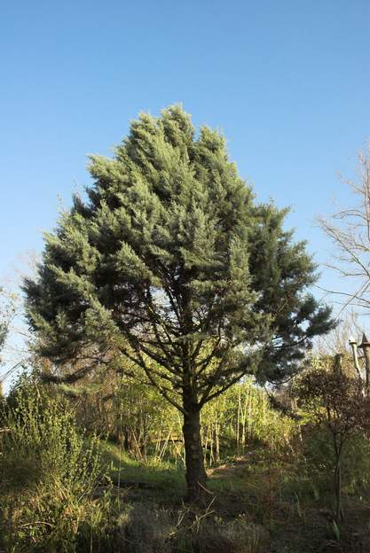 Cupressus arizonica 2008 le cyprès bleu, ici on l'appelle 