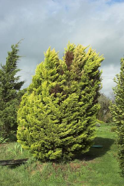 Cupressus macrocarpa 'Goldcrest' Si vous avez regardé les photos des rocailles, on en avait un magnifique dans la rocaille grise, il a été tué par la sécheresse de 2003 et suite. Celui-ci est...