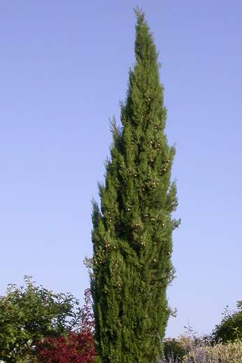 Cupressus sempervirens 'Stricta' 2006 Beaucoup plus joli que le sempervirens normal. Il grandit moins vite. En 2006 on en a planté trois autour du parking, de façon à créer une zone d'accueil plus...