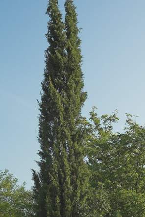 Cupressus sempervirens 2006 Il pousse plus que le stricta, mais il est moins en forme de flèche. En revanche il domine largement tous les arbres du jardin. Planté très tôt vers 87 ou 88.