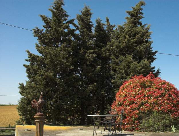 Cupressus Ce sont des semis, donc quels cyprès ? who knows... Pas dingue de toutes façons. Excellents abris contre le vent dit la ponette. Ce sont peut-être des Leyland,...