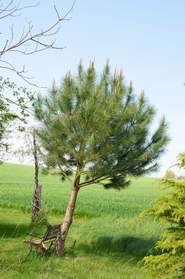 Pinus La plupart de ces pins n'aime pas Galinou. Sauf évidemment le Pin Parasol qui se porte très bien et est bien connu dans...