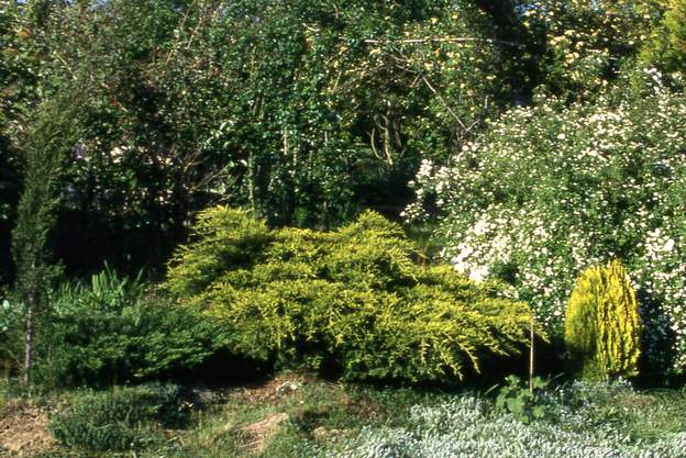 zgroupe 1-2002 De gauche à droite : Cupressus sempirvirens , Juniperus sinensis 'Pfitzeriana Aurea' , Thuya orientalis Elegantisima'