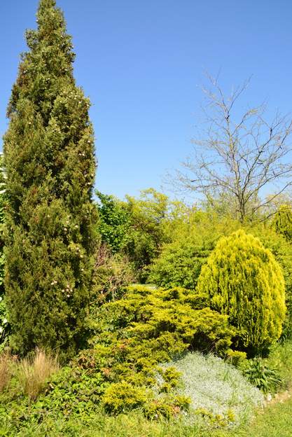 Un groupe de conifères en 2015 De gauche à droite : Cupressus sempirvirens , Juniperus sinensis 'Pfitzeriana Aurea' , Thuya orientalis Elegantisima'
