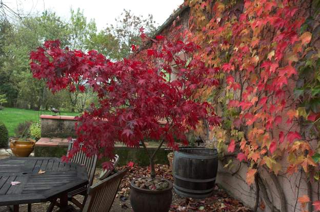 Acer palmatum 'Atropurpureum' 2010 En automne, au contraire, il est d'un rouge violent.