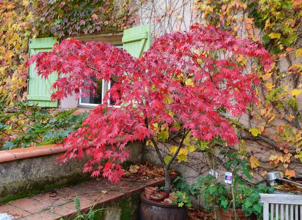 Acer palmatum 'Atropurpureum' 2014 En 2014, c'est sa dernière année en pot. Le grand pot était plein d'eau, car les racines avaient bouché le fond. on a essayé de le mettre en pleine terre dans...