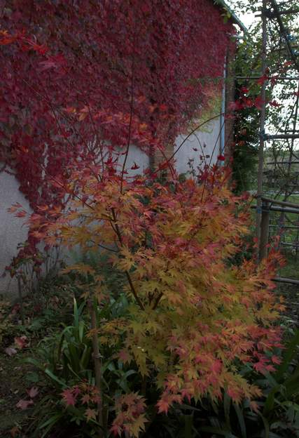 Acer palmatum 'Senkaki' a 2010 Il est magnifique en novembre, Peut-être faudra-t-il le tailler pour éviter qu'il ne prenne un aspect trop dégingandé.