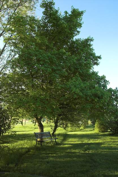 Acer campestris 2008 Le plus gros des érables du jardin, le seul qui fasse vraiment "arbre" au sens grand et épais du terme.