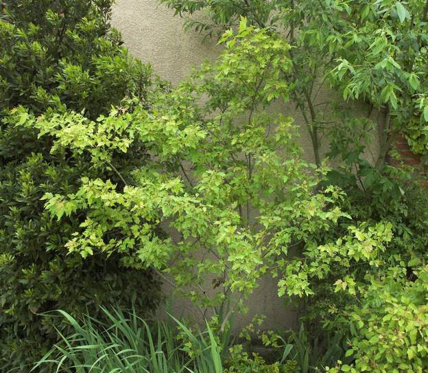 Acer ginnala 2007 Planté en 1997.L'érable du fleuve Amour ! amur maple en anglais. Peu vigoureux, aussi est-il contre le mur ouest, entre un laurier et un saule.