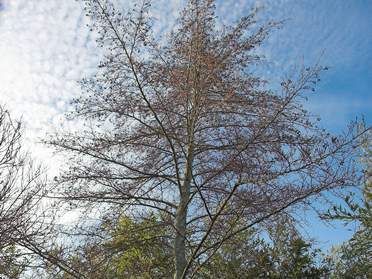 Arbres