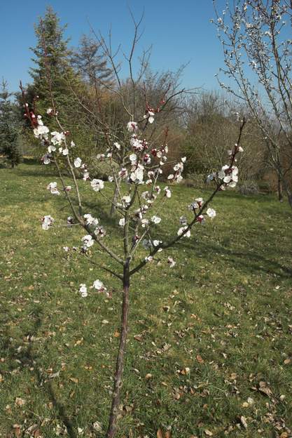 Abricotier 1-2009 Prunus armeniaca ; celui-ci est fort joli au printemps. Cultivar Canino planté en février 2009. Il a pour particularité de fleurir très tôt, mi février, ce qui...