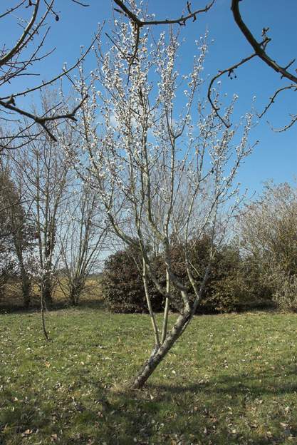Amandier en 2012 Prunus dulcis . Variété dite Ardéchoise. Planté vers 2009. Il s'est mis à pousser complétement en diagonale. J'ai dû en 2010 couper la branche qui menaçait de...