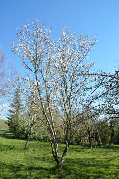Amandier 2019 02 C'est le premier des prunus à fleurir (si on ne tient pas compte de l'autumnalis qui est en fleur tout l'hiver).