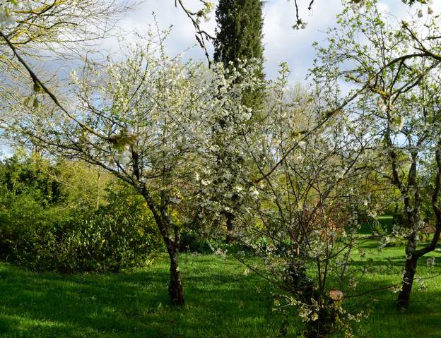 Cerisier griottier 2018 Les deux cerisiers ont beaucoup souffert des étés très secs de ces dernières années. Peu de fruits et plein de branches mortes. Depuis 2 ou 3 ans j'ai commencé...