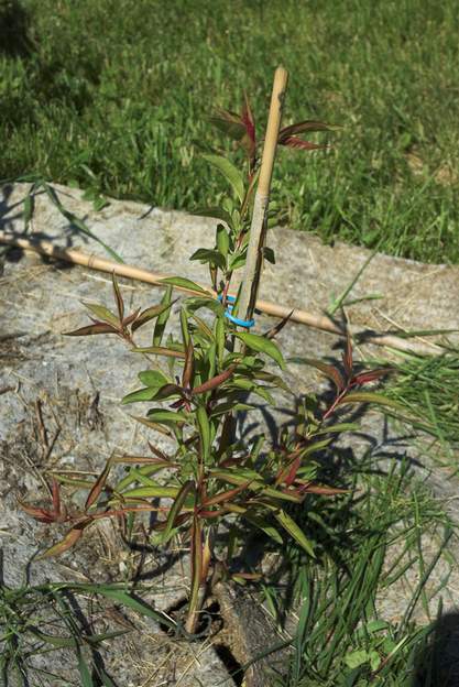 Pêcher du Rhin 2012 Prunus persica cultivar inconnu, mais pas vraiment comestible ! Semis d'un arbre qui est planté au bout des vignes dans la région du Rhin allemand. Détecteur de...