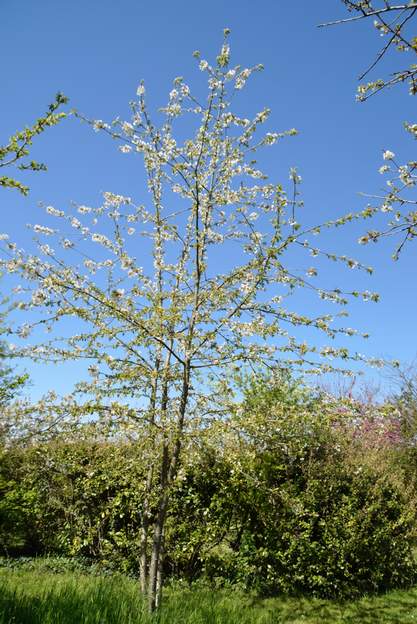 Un autre cerisier de fruit en 2013. Un des nombreux cerisiers issus de fruits. Il monter verticalement, il n'a jamais fait de fruits, mais se couvre quand même de fleurs, alors on le laisse.