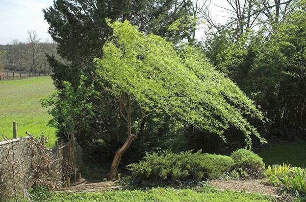 babylonica 2007 Ce saule est une bouture de celui dans lequel on a planté le Banks Plein est, il est secoué par l'autan Il a pris un gros coup de sécheresse, du coup les...