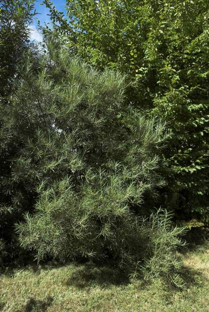 eleagnos 'Angustifolia' 2010 aussi appellé Salix rosmarinifolia , à feuilles de romarin. Il a tenu 20 ans avant de mourir de soif sans doute dans l'été 2015.