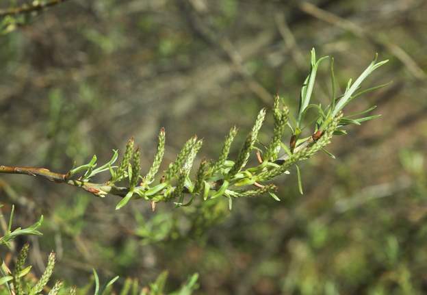 eleagnos 'Angustifolia' 9990