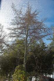 Arbres divers et variés les arbres non classés dans un répertoire en général parce qu'on en a une seule espèce ou deux.