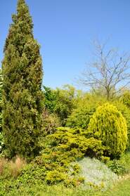 Les conifères du jardin Certaines espèces ont totalement disparu : elles ne supportent ni la sécheresse ni la boue hivernale. Les conifères...