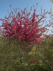 Pommiers Malus