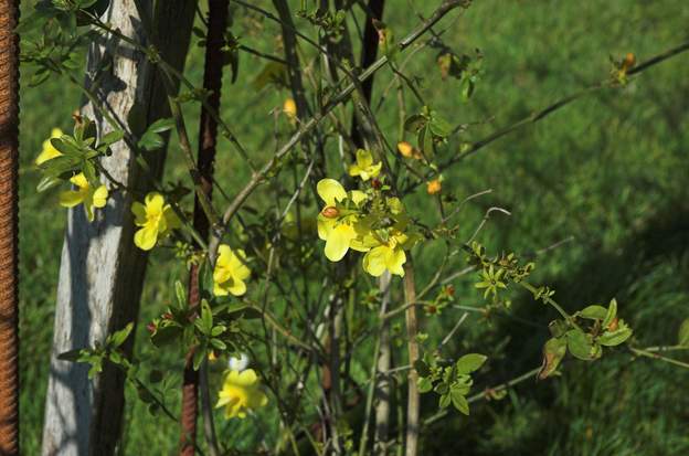 fleurs du mesneyi