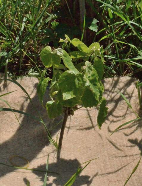 Vitis labrusca 'Isabelle' 2018 04 La vigne framboise, cépage hybride américain, interdite en 1935 pour cause de surproduction à moins que ce ne soit parce que la vinification produit du...