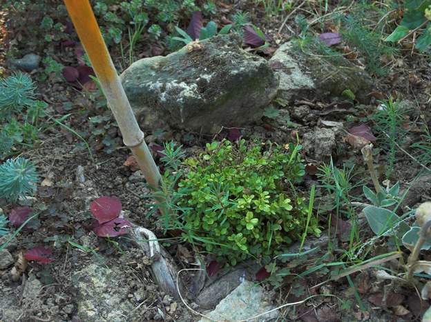 Buxus microphylla 'Morriss Midget' 2011 09 achat en mai 2011 ; Planté dans la plate-bande plate septembre 2011.