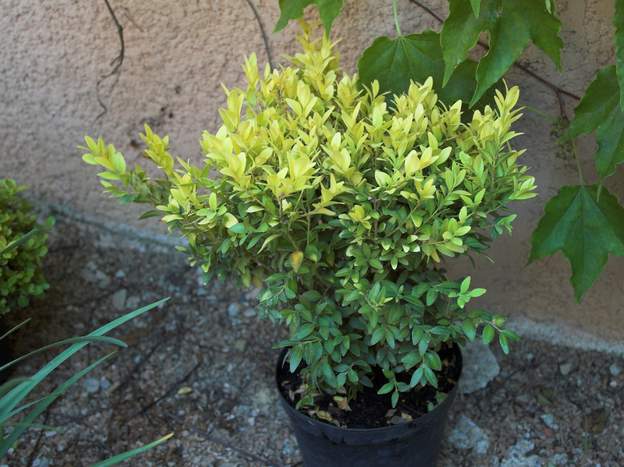 Buxus sempervirens 'King Midas' 2011 05a achat 2011