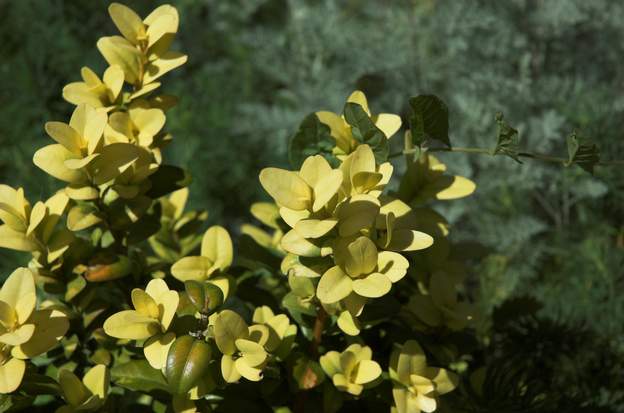 Latifolia Maculata (feuilles jeunes)