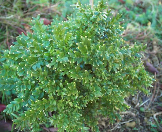 buxus inconnu 1 C'est un buis très bizarre avec ses lunulles dorées. Jamais vu, une variante qui aurait poussé spontanément ?