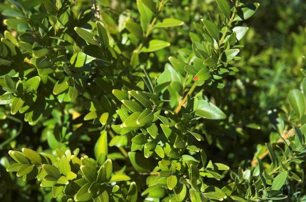 buxus inconnu 2 En fait dès qu'il a suffisamment d'eau, il redevient un sempervirens normal !