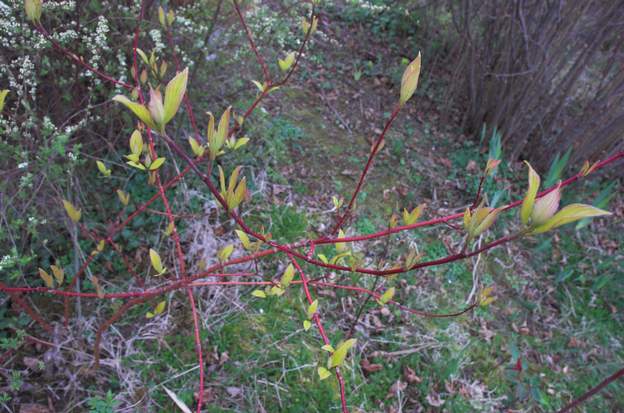 Cornus alba 'Gouchaultii' 1 Disparu.