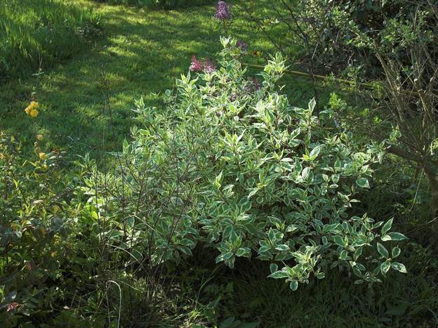 Cornus alba 'Ivory Halo' Bien intéressant dans l'ombre du labyrinthe. Crevé de soif.