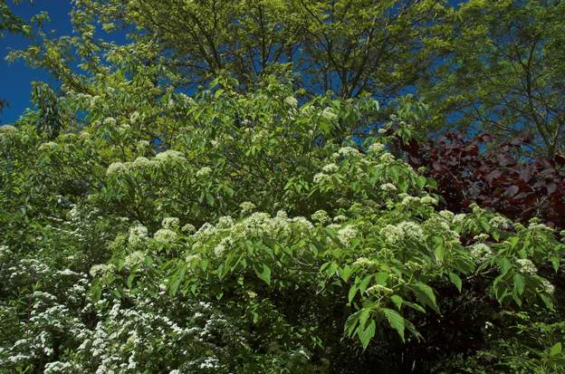 Cornus controversa 1 sa forme en plateau est particulièrement intéressante, surtout en hiver. Mort de soif aussi. Il a duré une quinzaine d'années.