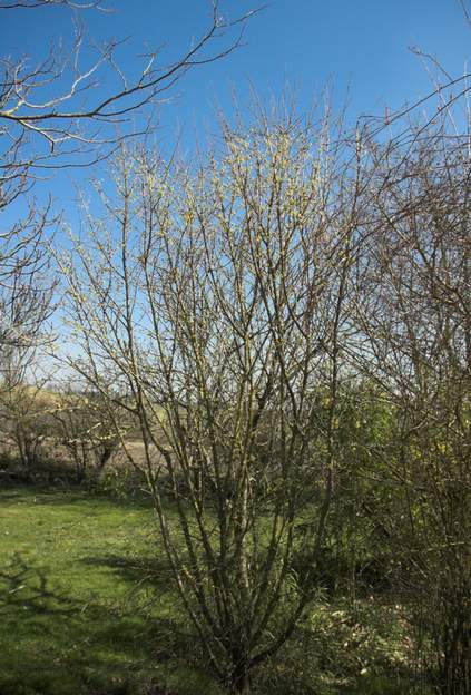 Cornus mas 2009 Le cornouiller le plus répandu. Ici, il ne fait des fleurs que vers le haut, c'est dommage ! Il fait, en 2019, 4 mètres de haut et est très productif en fruits...