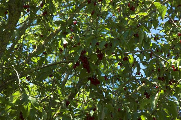 Fruits du mâle Les fruits du cornouiller mâle, quand il veut bien en faire !