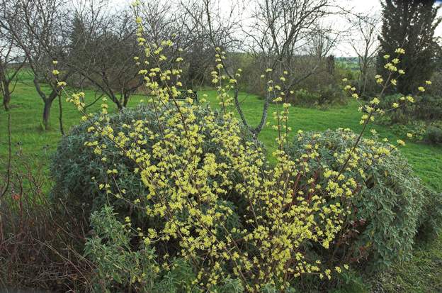 Cornus officinalis 2007 03 Très bien fleuri en février, contrairement à ses cousins mais du coup on obtient un contraste intéressant avec, par exemple, un winterflame dont le bois est mis...